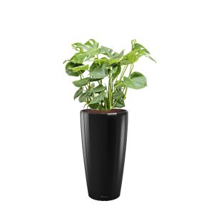 monstera-rondo-pot-zwart87c9cfjpg