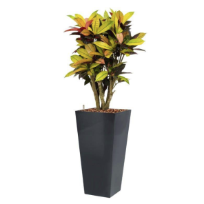 croton-codiaeum-iceton-4kant-antracietbc7fdbpng