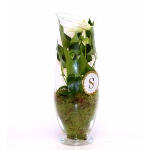 anthurium-white-in-vaas-exclusiv1213c63jpg
