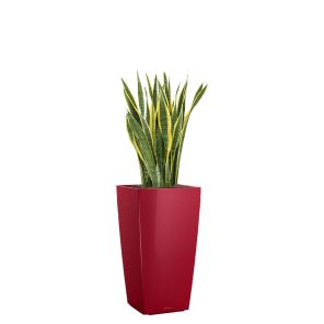 sansevieria-laurentii-cubico-pot-roodb6bef9jpg