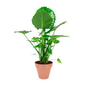 alocasia20portadora20in20elho20urban20loft203020cm20-20rozepng