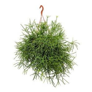 rhipsalis-neves-armondiiccb3aepng