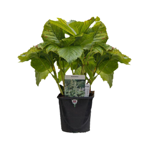 rodgersia-pinnata-fireworkspng