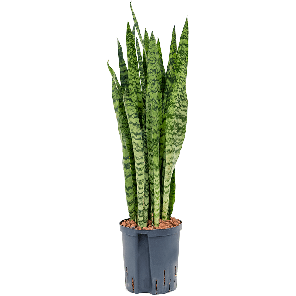1sazetu22png