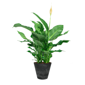 spathiphyllum20large20in20pot20artstone20antracietpng