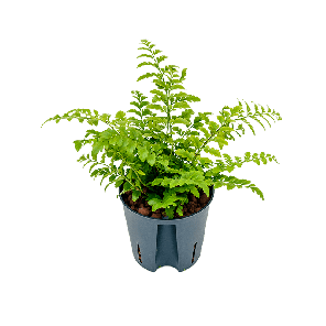 2ASPABP10 (2).png