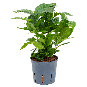 2COARBP10.png