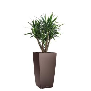 yucca-elephantipes-cubico-pot-bruin73d82ejpg