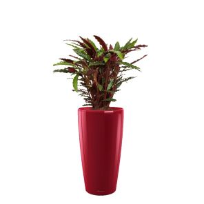 calathea-barbarufi-rondo-pot-rood60b99ejpg