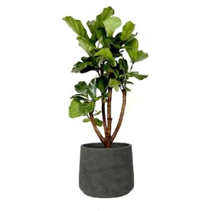 ficus-vertakt-black-washed47ac41jpg