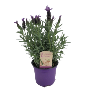lavandula-stoechaspng