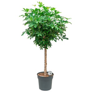 webschefflera20arboricola20op20stam20l1png