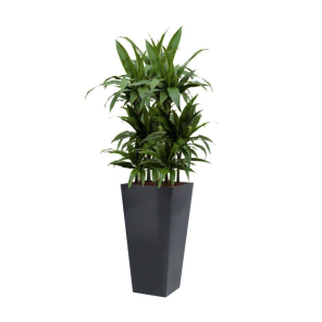 dracaena-janet-craig-4kant-antracietff4becpng