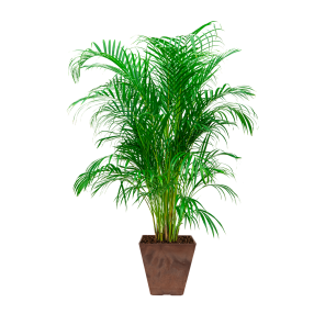 palm20areca20large20in20ella20artstone20-203020cm20-20bruinpng