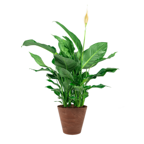 spathiphyllum20large20in20pot20artstone20bruinpng