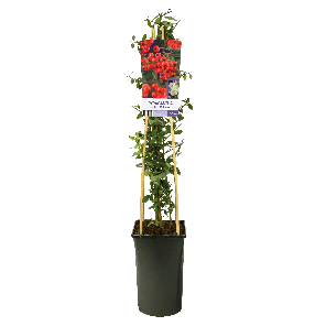 pyracantha20coccinea20red20column1-2png