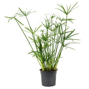 paraplu-plantbad1e8jpg