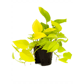 2scgpbp10png