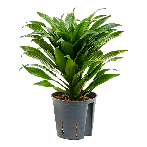 2drcoko10png