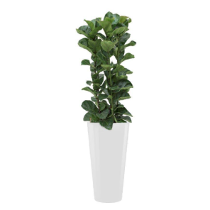 ficus-lyrata-bamb-rond-witde230apng