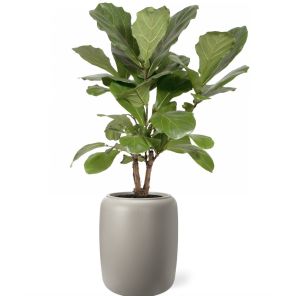 lyrata-vertakt-pot-grijs7d86b4jpg