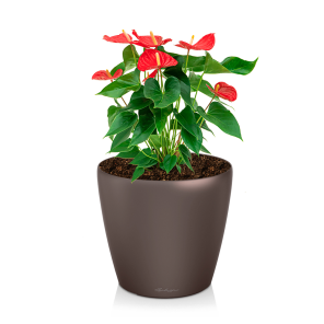 anthurium20rood20medium20in20watergevende20classico20s20-20bruinpng