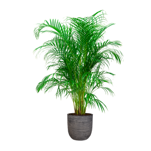 palm20areca20large20in20capi20nature20egg20rib203520cm20-20antracietpng