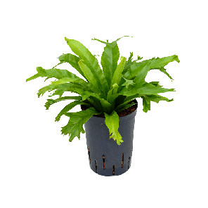 1asambp10png