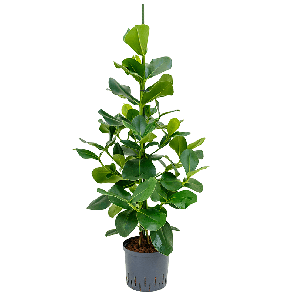 1clrotu10png