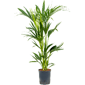 1kefo5t10201png