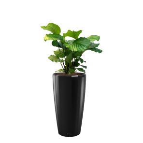 calathea-orbifolia-rondo-pot-zwart351b7bjpg