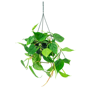 webphilodendron20scandens20hangplant202png