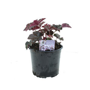 heuchera-regina1png