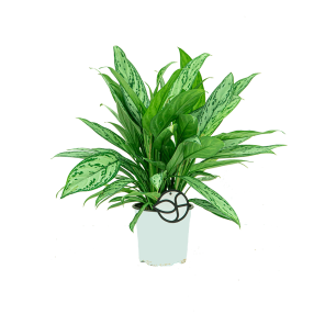 webaglaonema20silver20queen20m20logopng