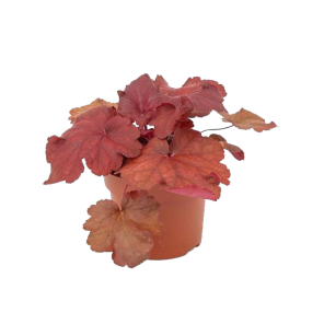 heuchera-red-arrow201png
