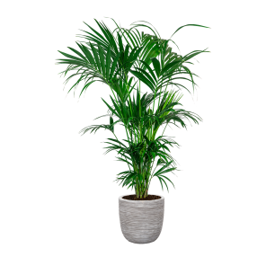kentia20xxl20in20capi20urban20egg20dm203520cm20-20witpng