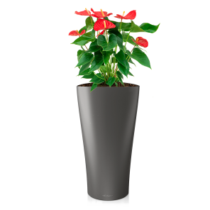 anthurium20rood20large20in20watergevende20delta20m20antracietpng