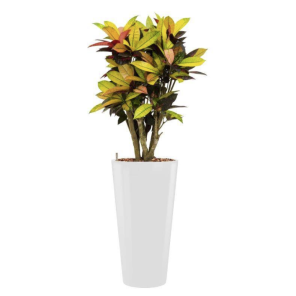 croton-codiaeum-iceton-rond-witpng
