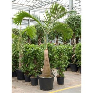 hyophorbe-lagenicaulis56692ejpg