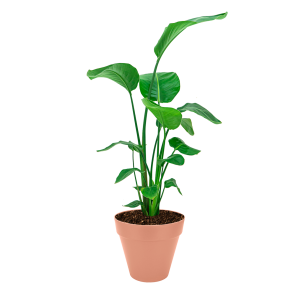 strelitzia20nicolai20medium20in20elho20urban20loft20round20roze202520cmpng