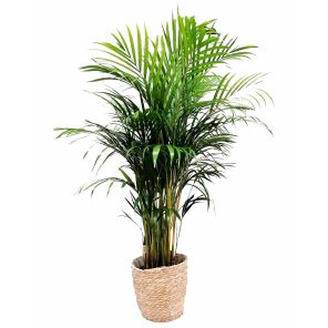 areca-small-in-manda33346jpg
