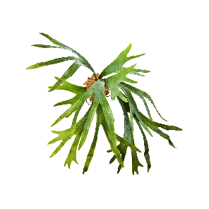 staghorn20fern20pngpng
