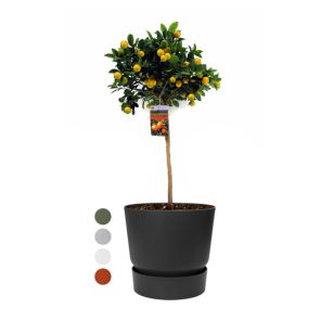 sinaasappelboom-large-in-greenville-round-25-cm-hofeb7c9jpg