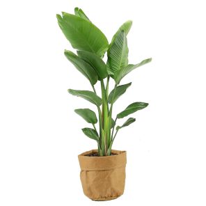 strelitzia-in-plantenzak5df5b7jpg