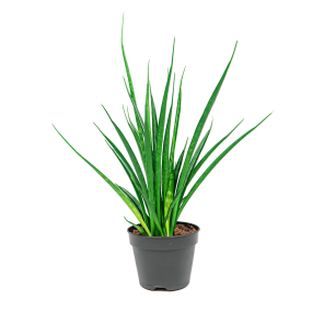 websansevieria20kirkii20m2png