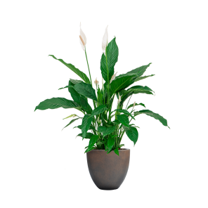 spathiphyllum20lepelplant20in20luca20lifestyle20egg20s20-20bruinpng