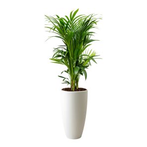 palm-kentia-howea-large-in-elho-sierpot-witc2a0c3jpg