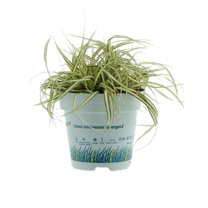 carex-evergoldpng