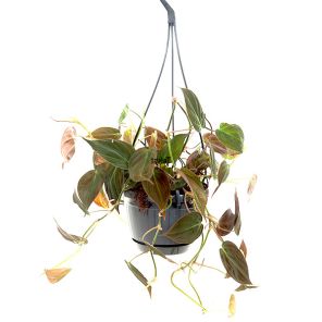 philodendron-micans-hanger8333f8jpg