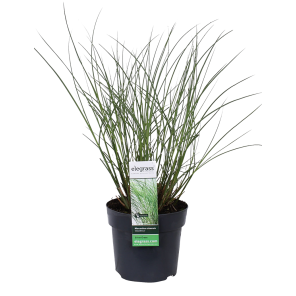 misacnthus-gracillimus-15-401png